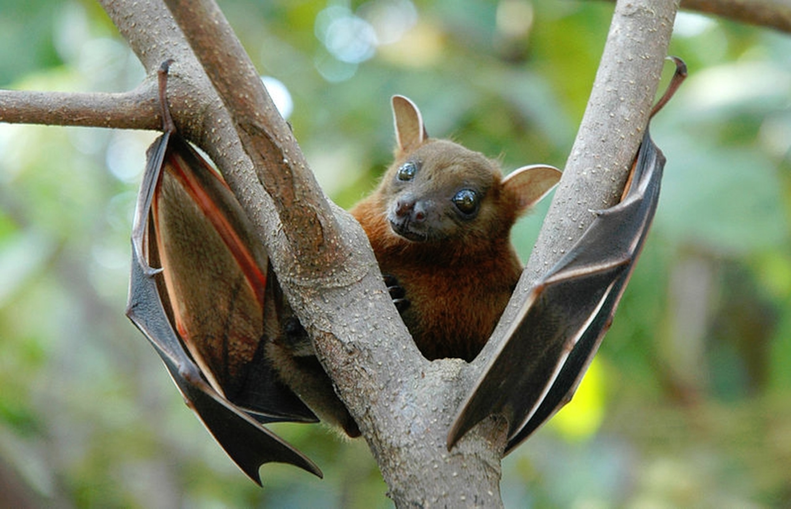 Fruit Bat