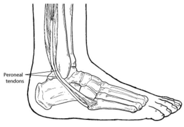 Peroneal Tendonz