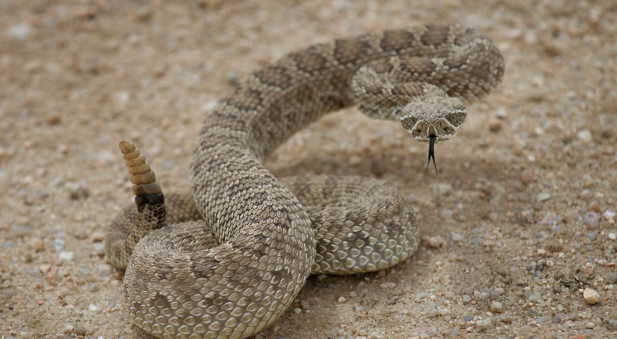 Rattlesnake