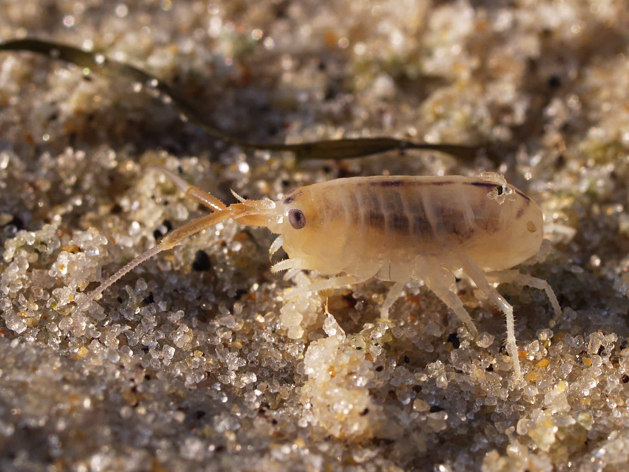 Sand Flea