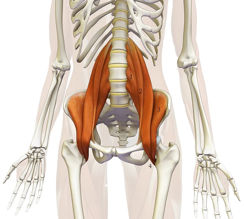 psoas muscle